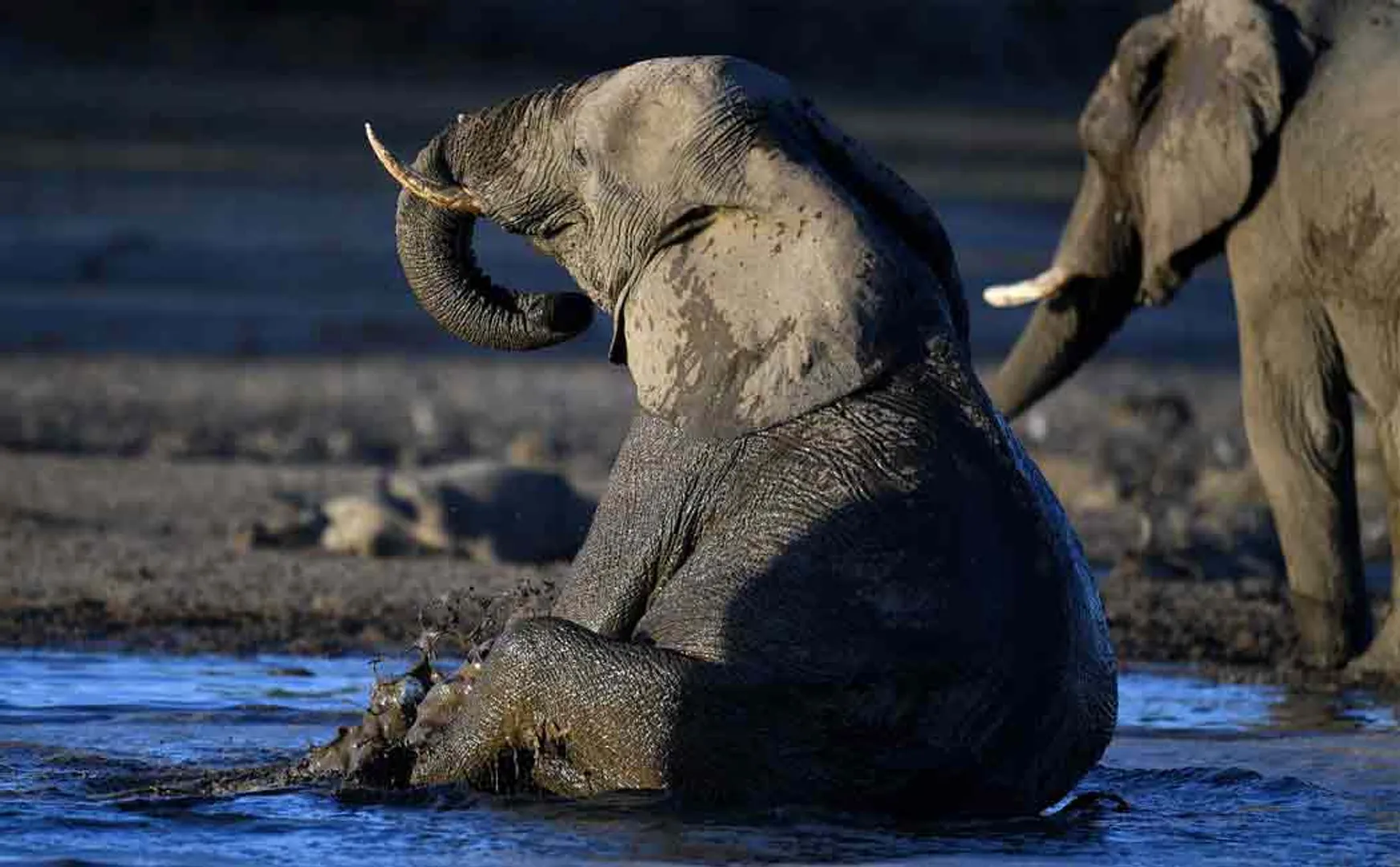 reason behind botswana elephant incident
