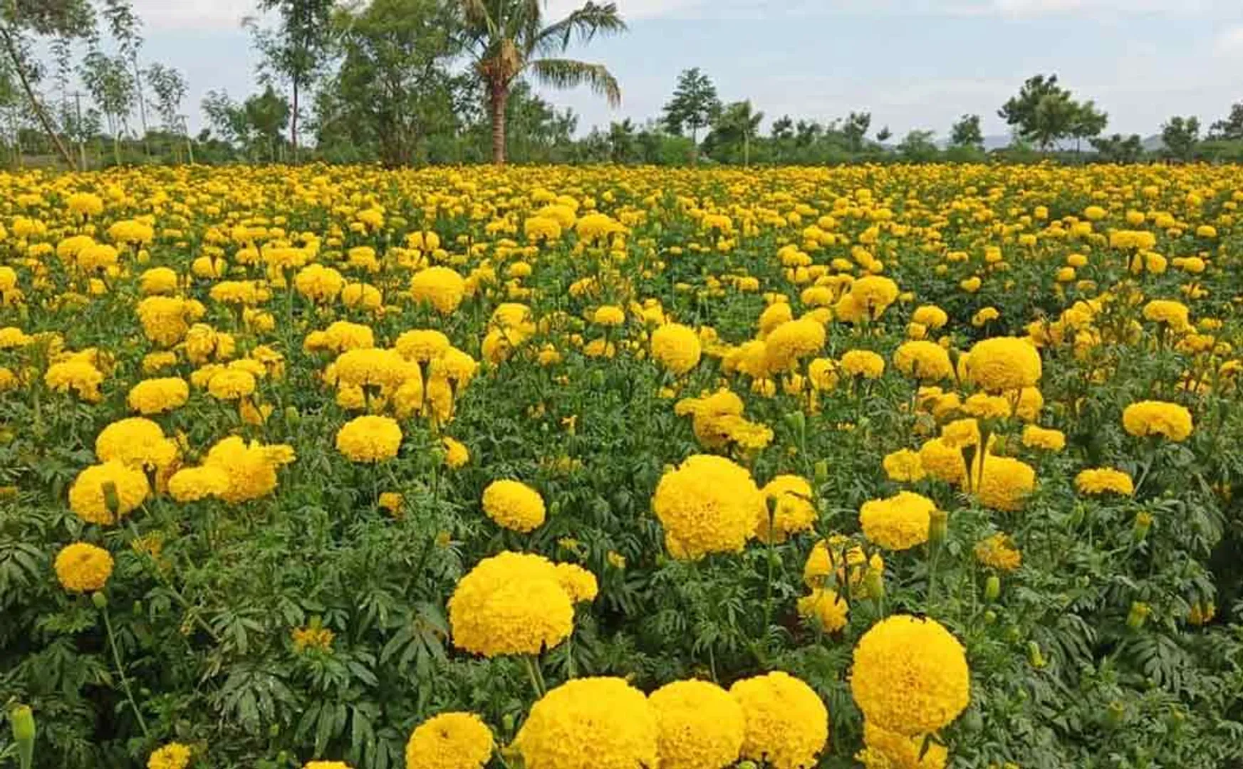 Exports of flowers affected due to continuous rains!
