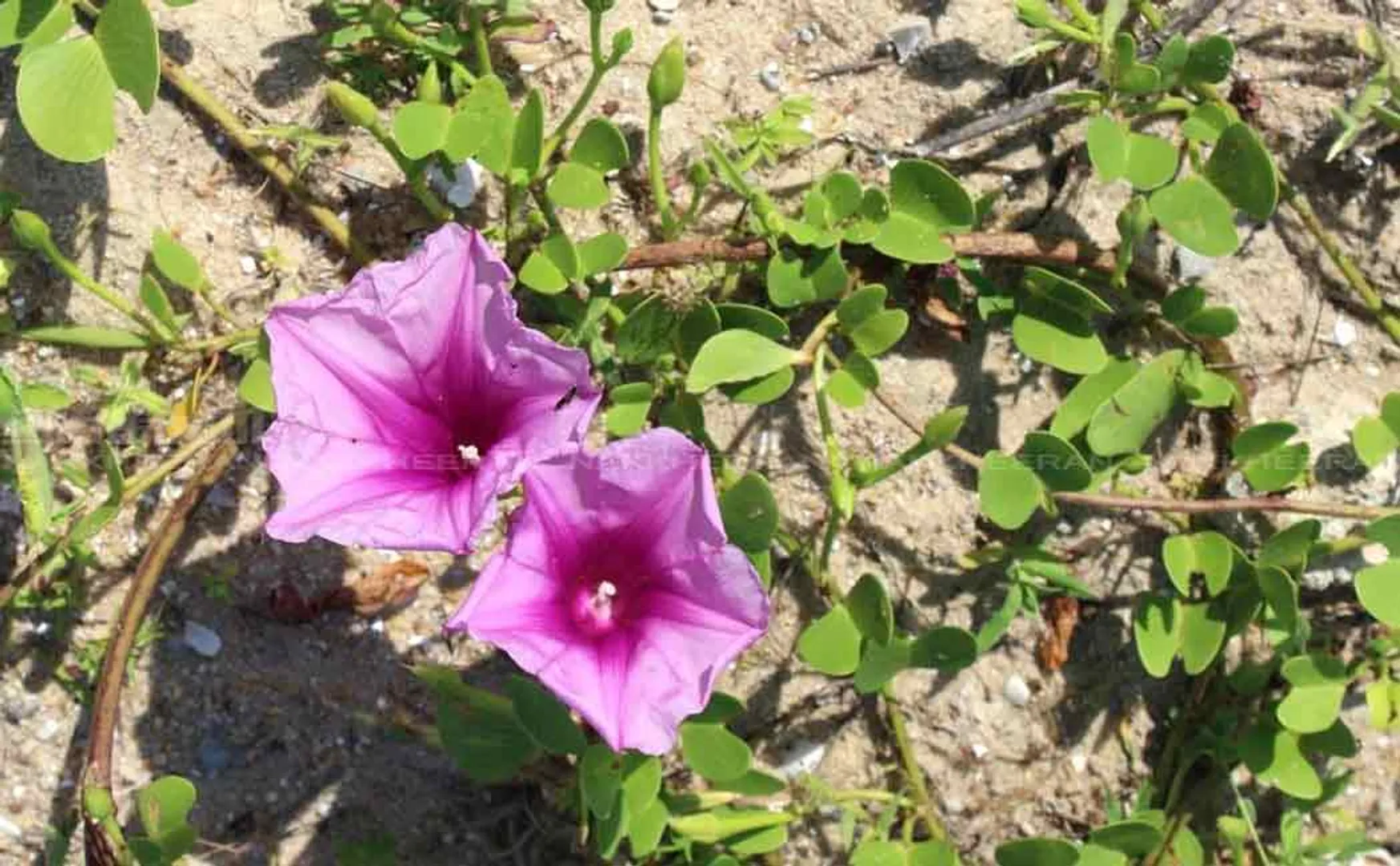 The kadalarai plant that removes the salinity of the land!