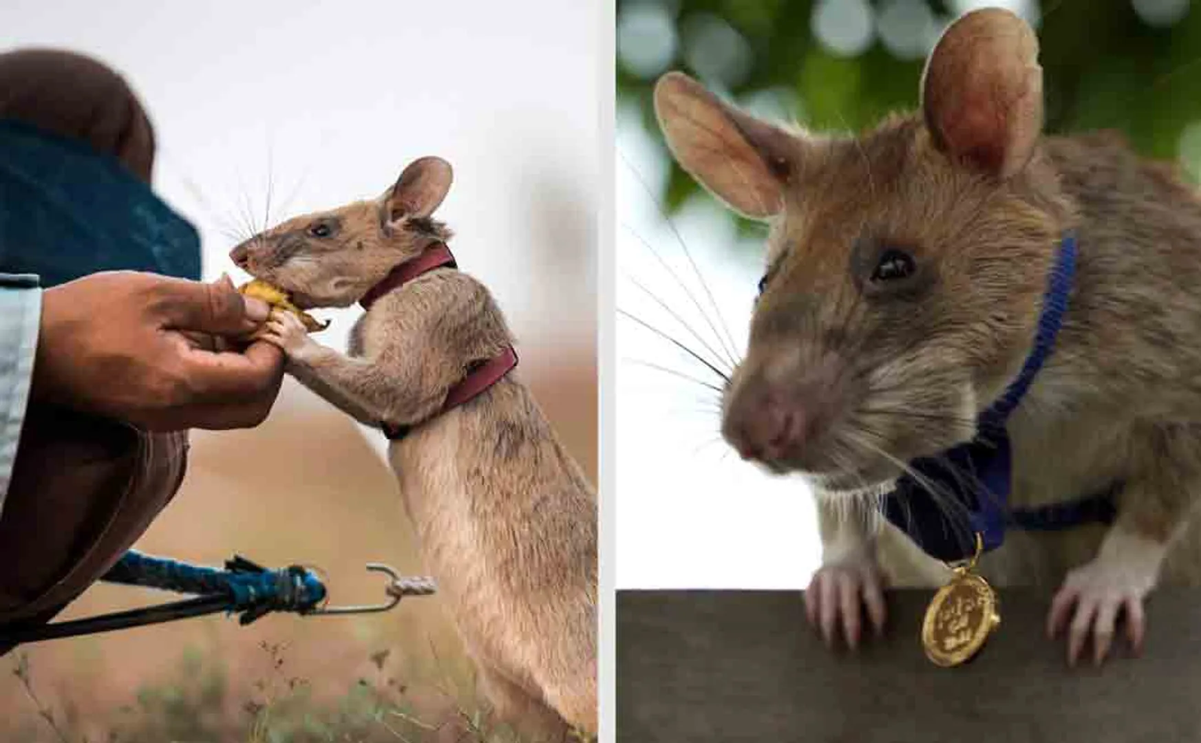 rat honored by england 
