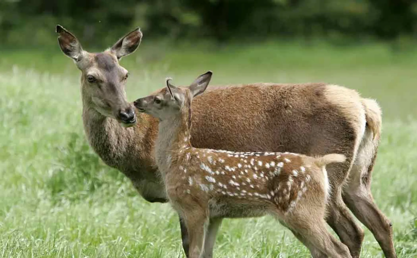 People caught by police in deer case...
