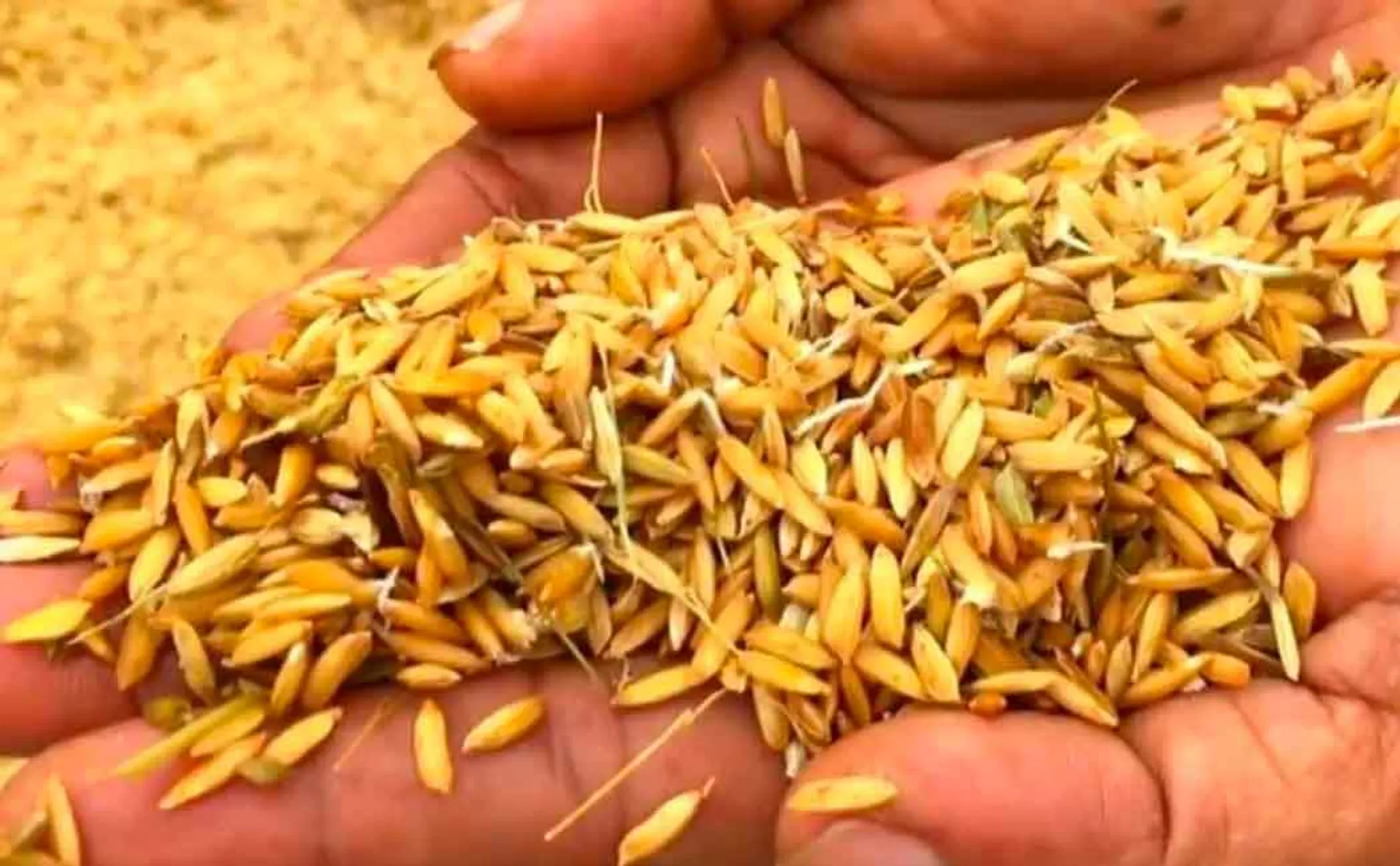 To increase the moisture level of the paddy; Mannargudi Assembly Member DRP Raja