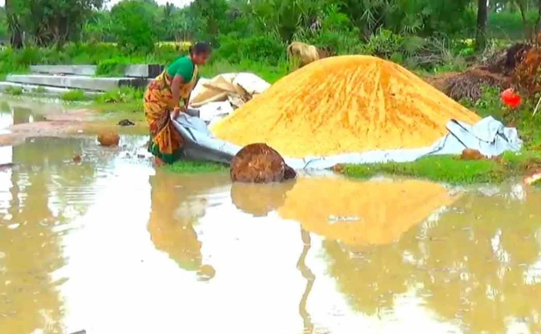 Delta farmers affected by rain 