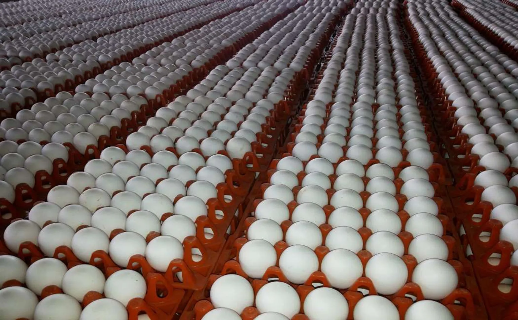 eggs price namakkal district