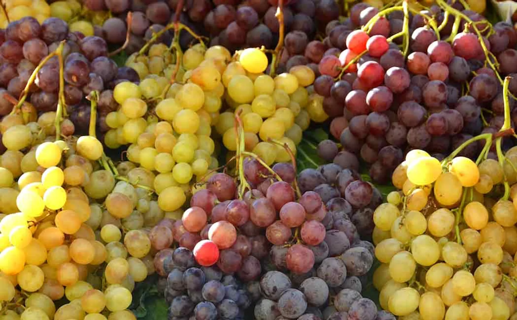 People grazing grapes in a truck carrying grapes ...
