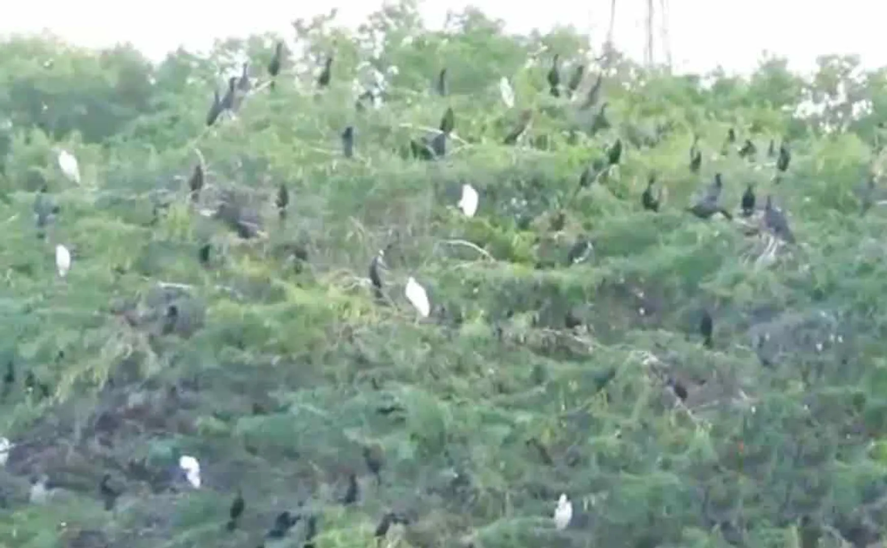 Automatic New Bird Sanctuary! near perambalur 