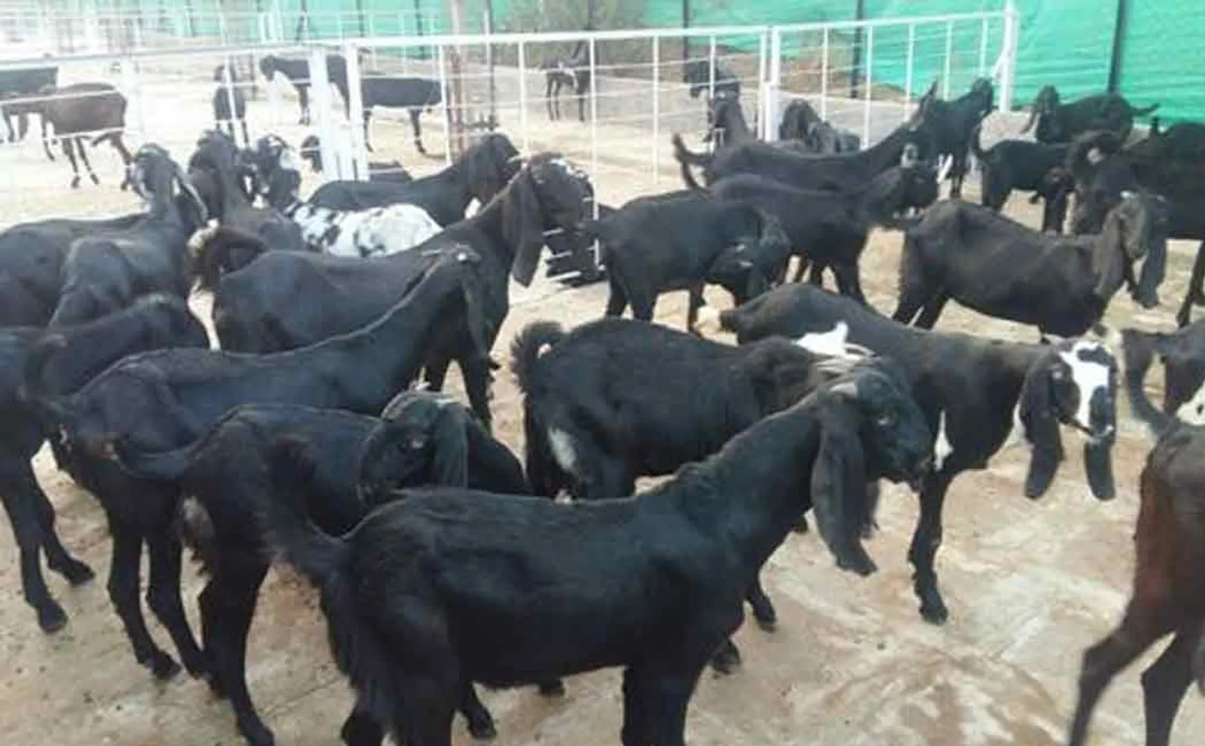 Goats sold for Rs 1 crore in three hours!