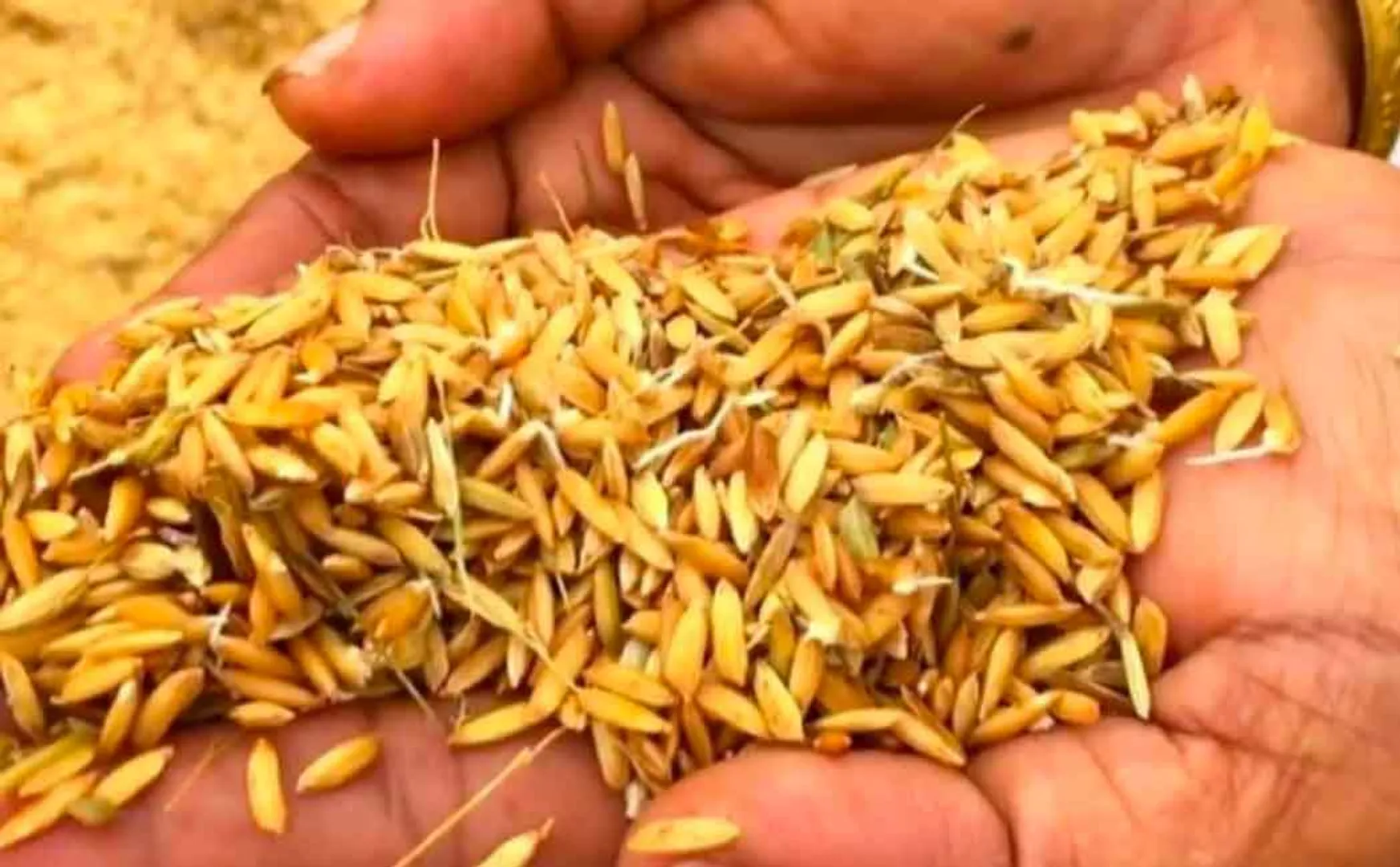 paddy issue delta farmers 