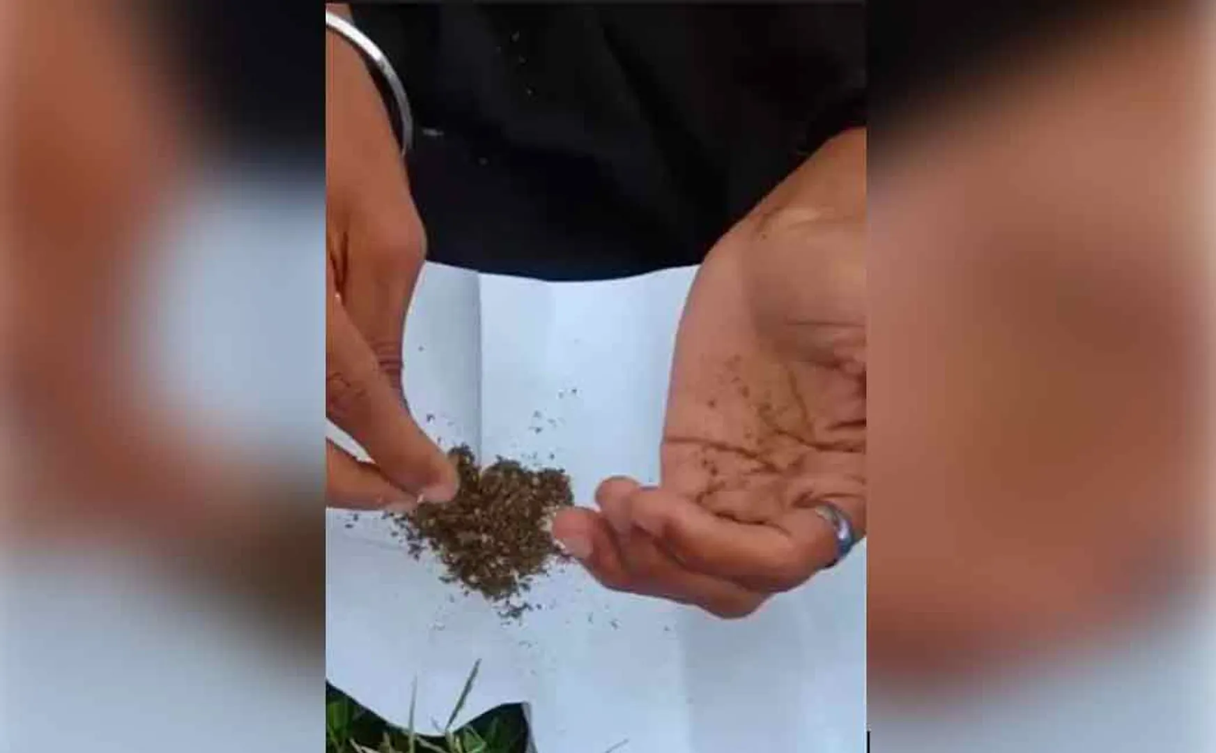 Boys addicted to cannabis