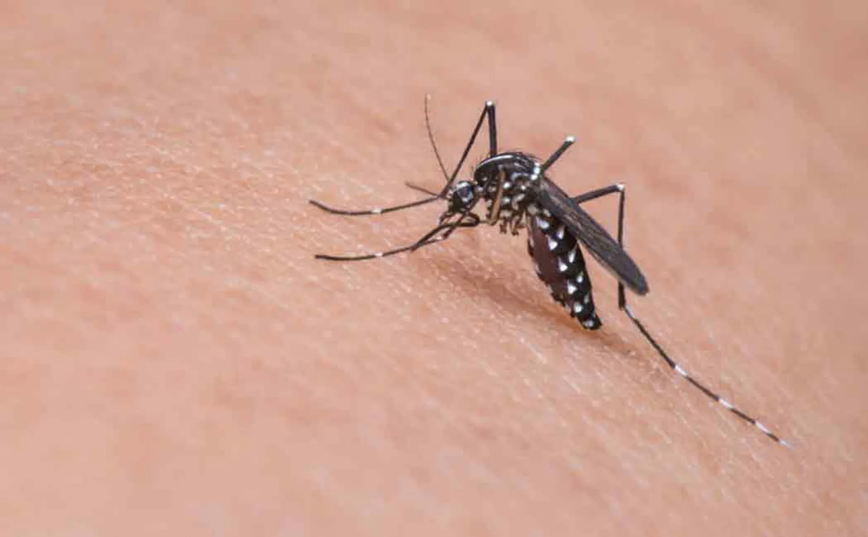dengue mosquito salem corporation prevention activities 