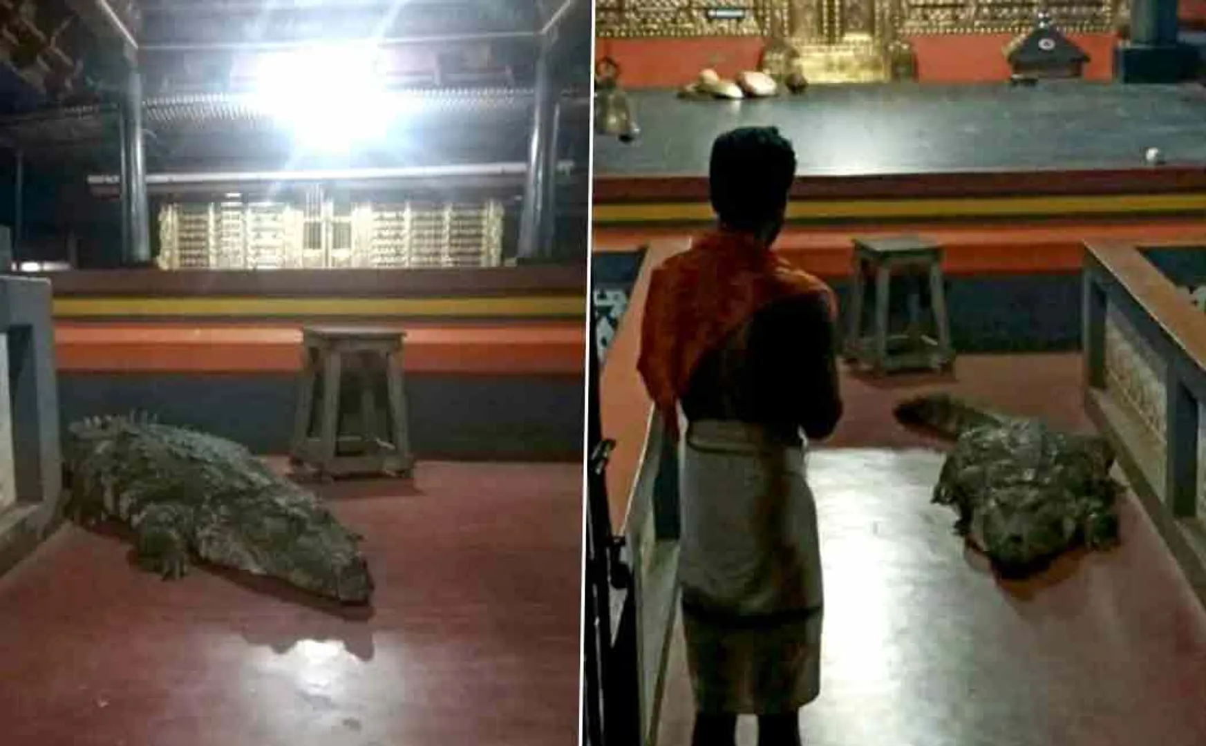 babiya crocodile enters temple for first time