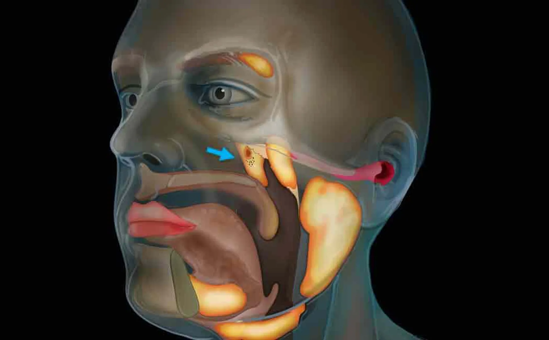 scientists find tubarial salivary glands