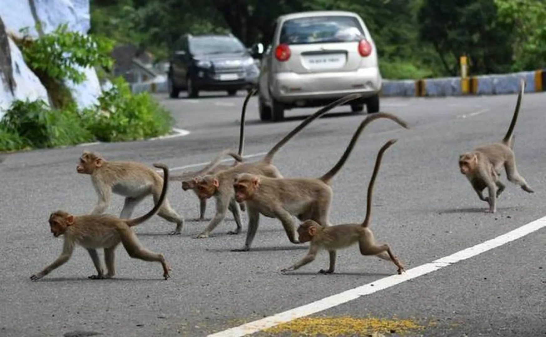 salem district yercaud monkeys forest department 