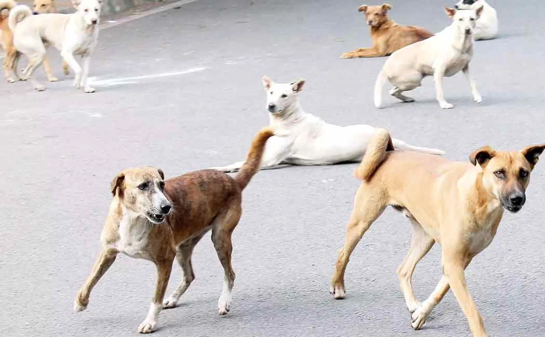street dog problems 