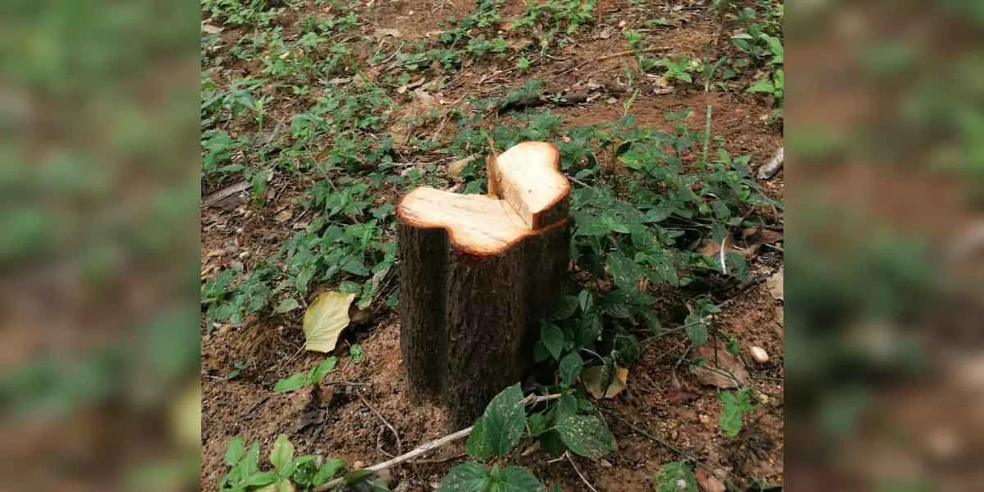 sandal wood incident nellai