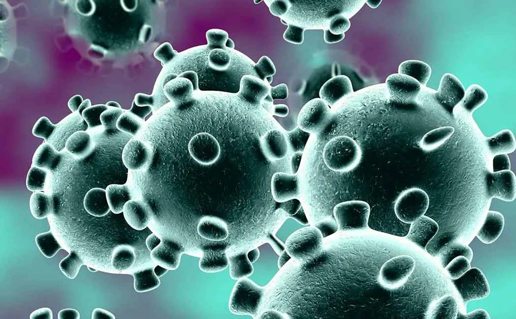 coronavirus 
