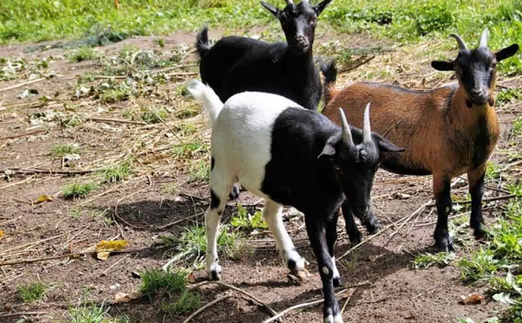 Goats for sale for Rs 4 crore ahead of Deepavali festival ...
