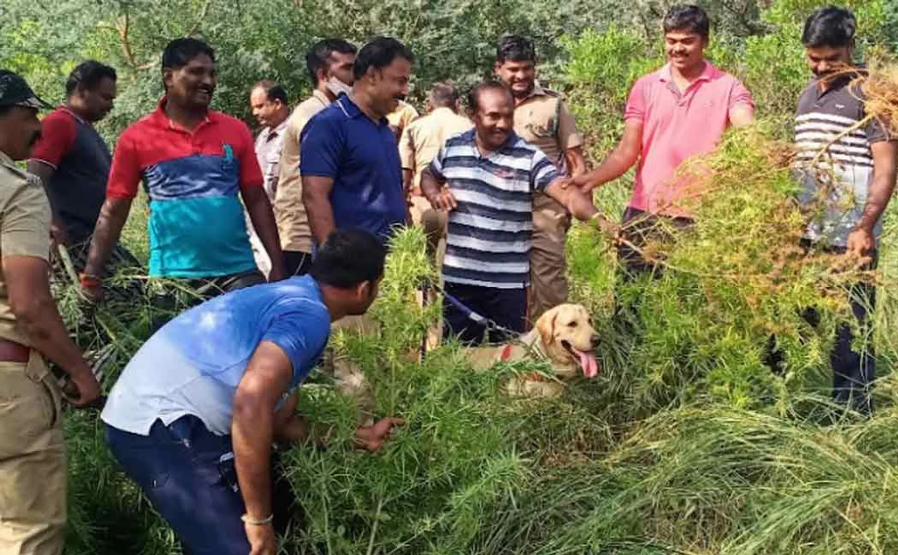 Cannabis garden in the bush! 50 lakh cannabis plants destroyed