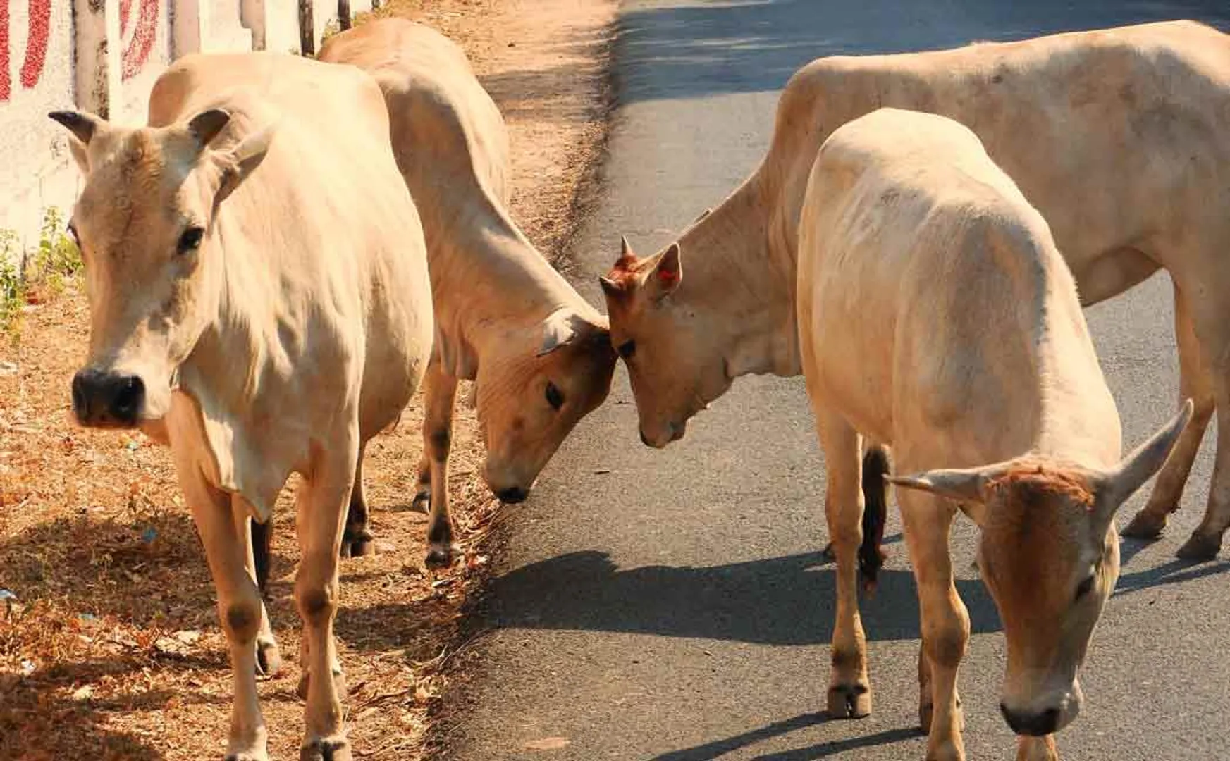 cattle protection ministry in madhyapradesh