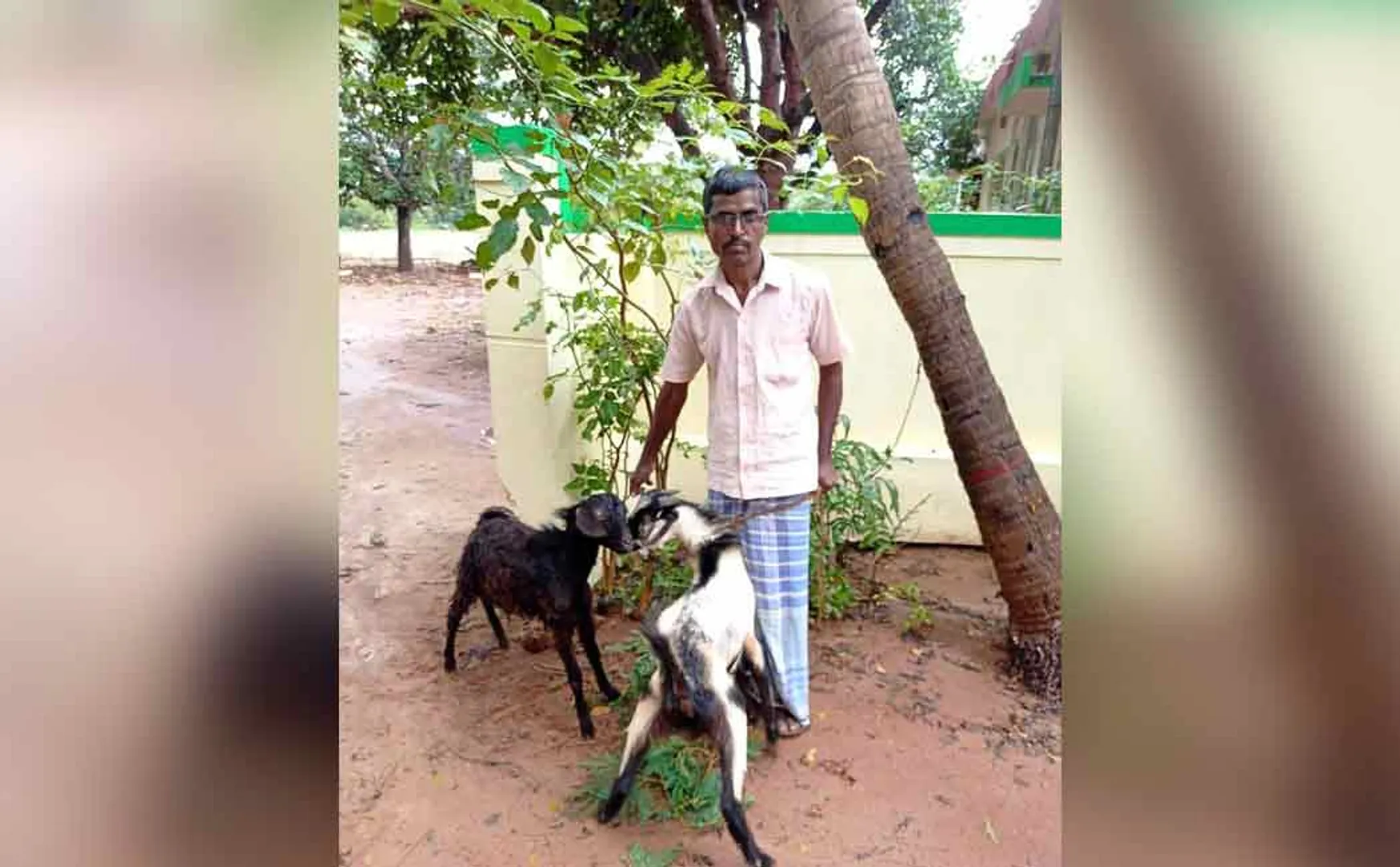 Goat stolen owner filed complaint in police station  