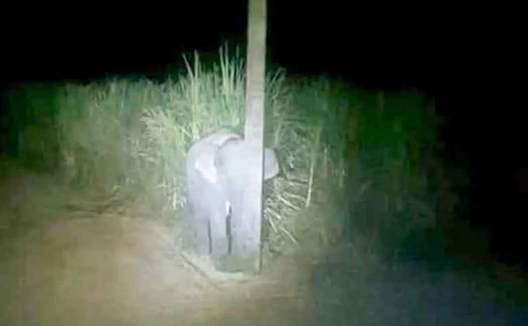 thailand viral elephant pic