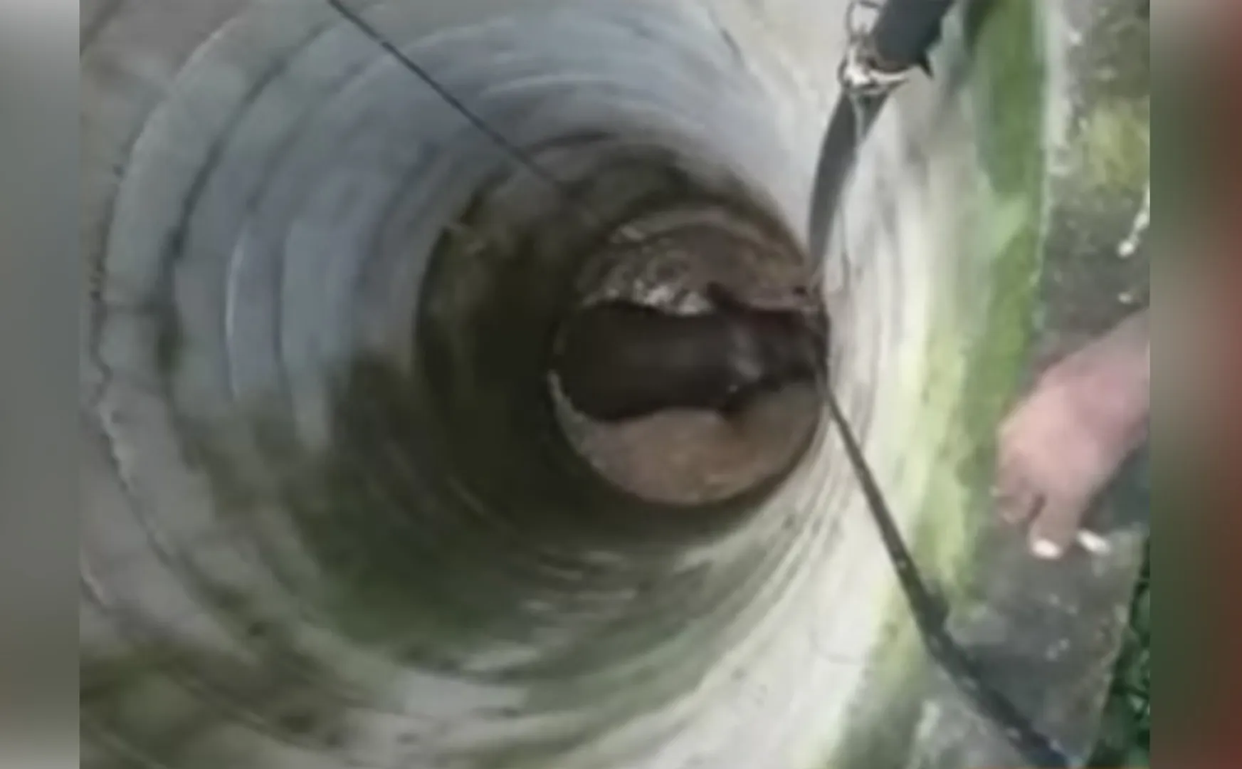  Wild elephant that fell into the well ... Forest Department in intensive rescue mission!