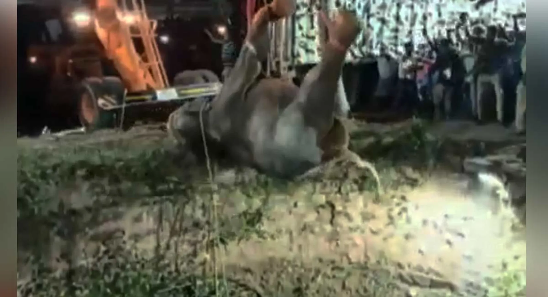  Elephant rescued after 15 hours of struggle