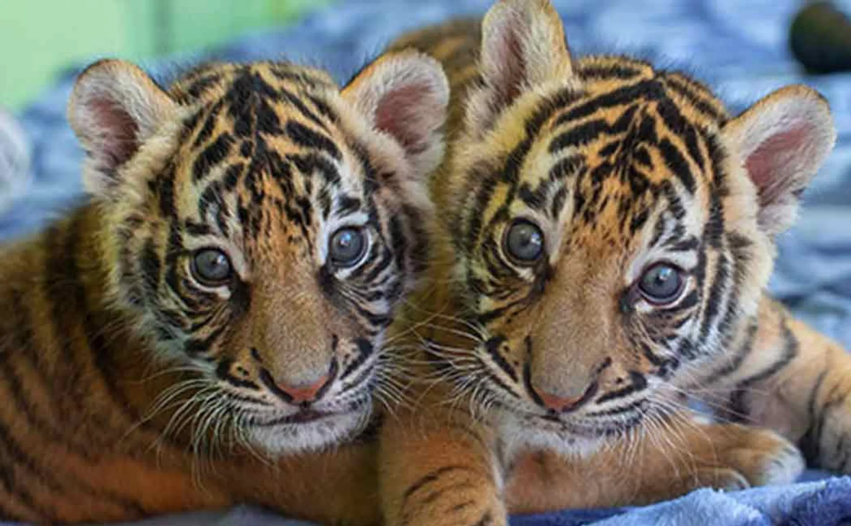 Two tiger cub arrived to chennai vandalore 