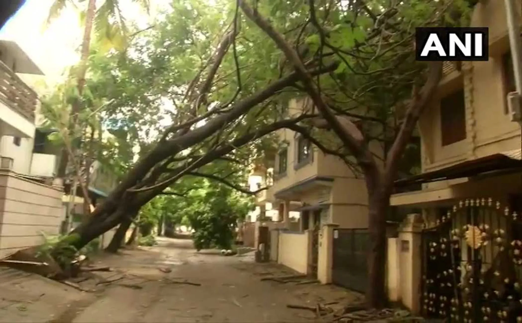 nivar cyclone heavy rains trees chennai municipality corporation 