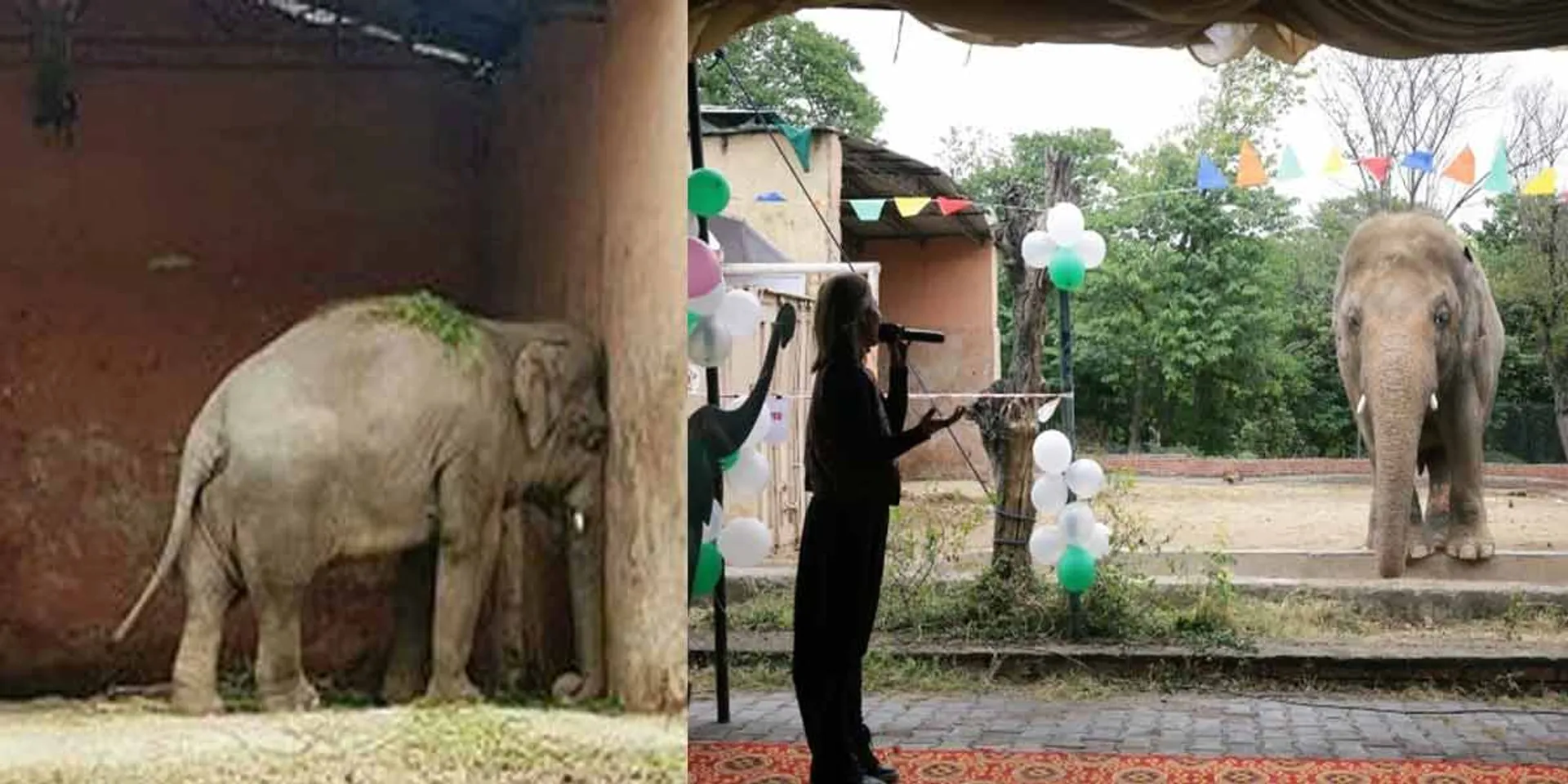  Single Elephant Flight ... ''kaavan'' Flying to Cambodia