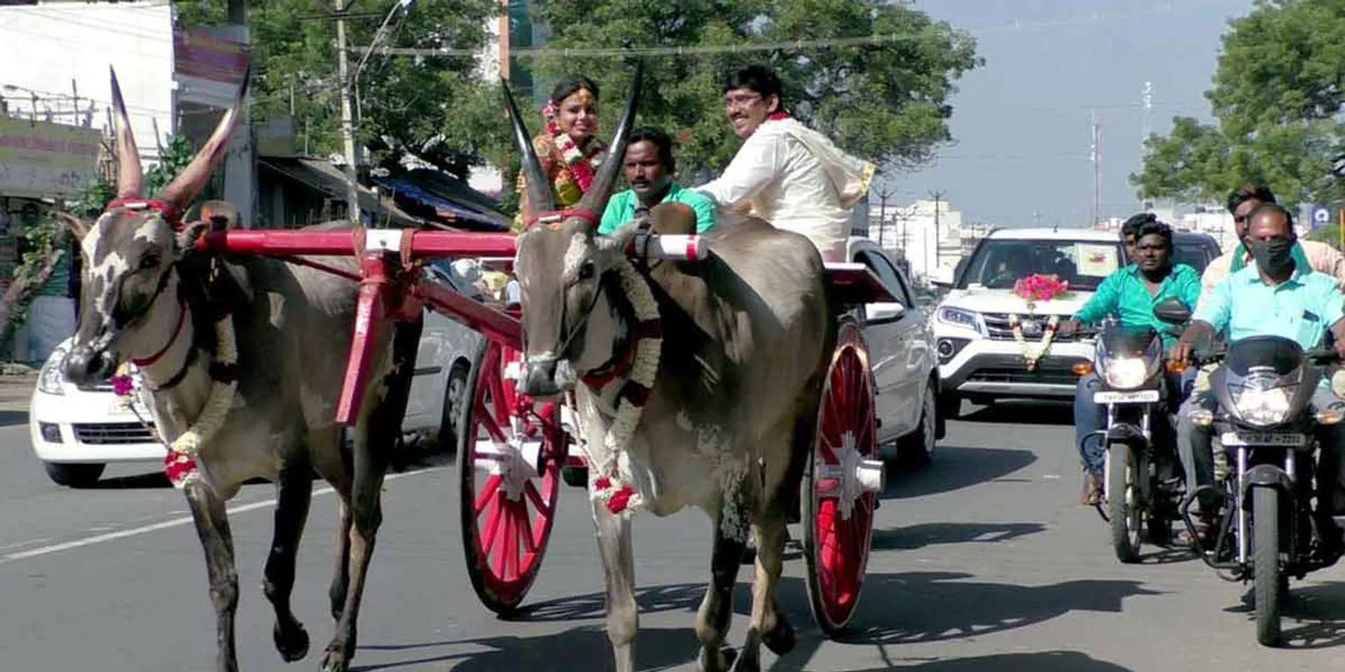  Cow cart ride of educated brides ...!