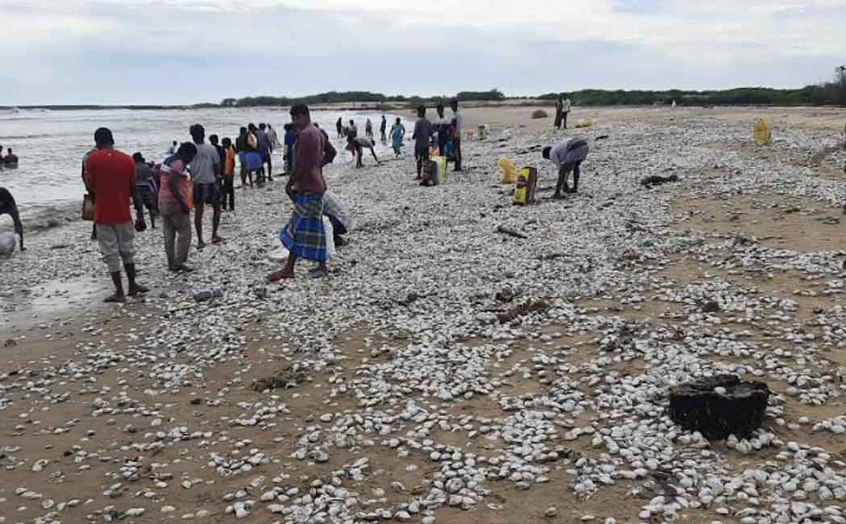nivar cyclone Oyster at chidambaram sea 