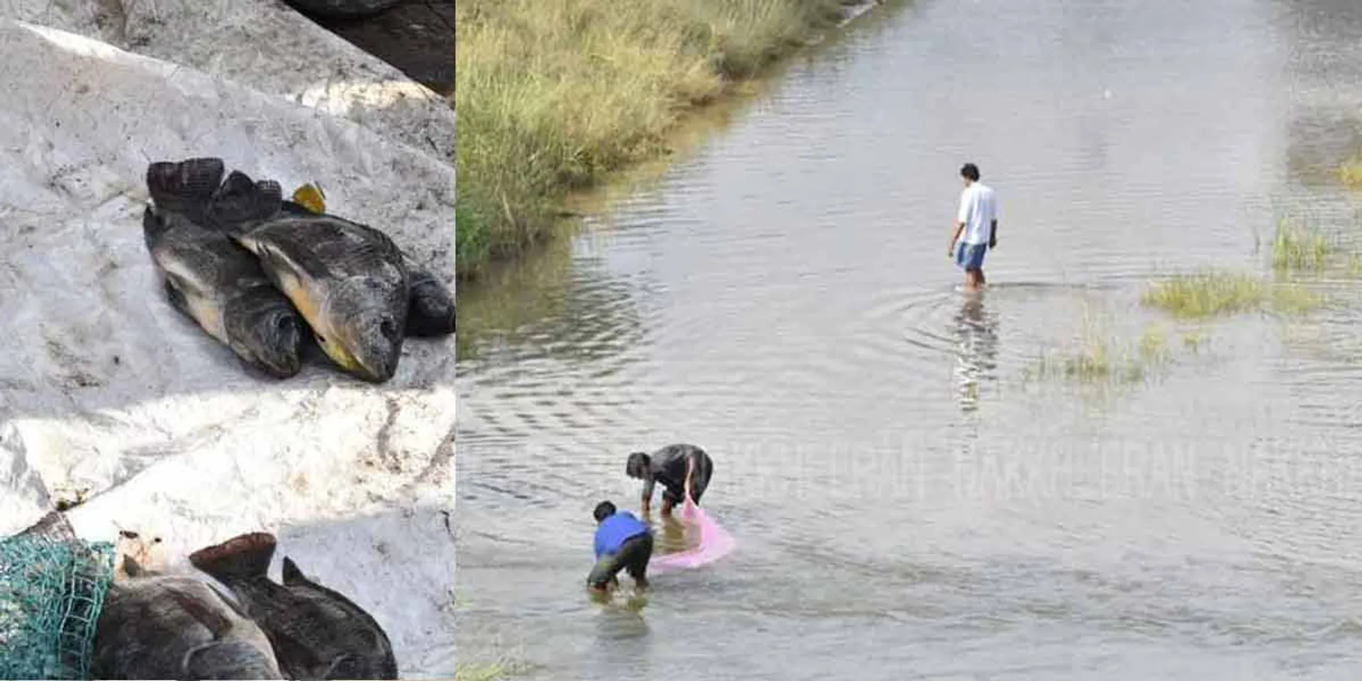 lake fish in kanjipuram