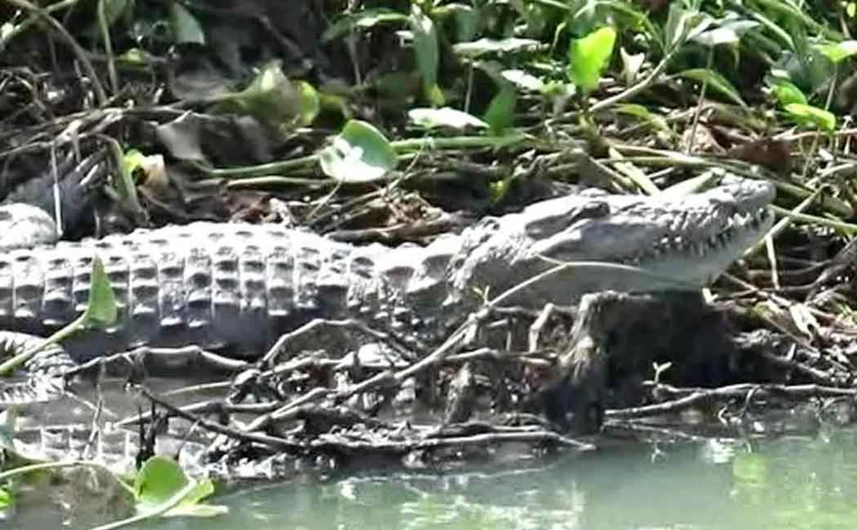 Chidambaram kollidam river Public panic over crocodiles taking shelter in water bodies outside residential area ...!