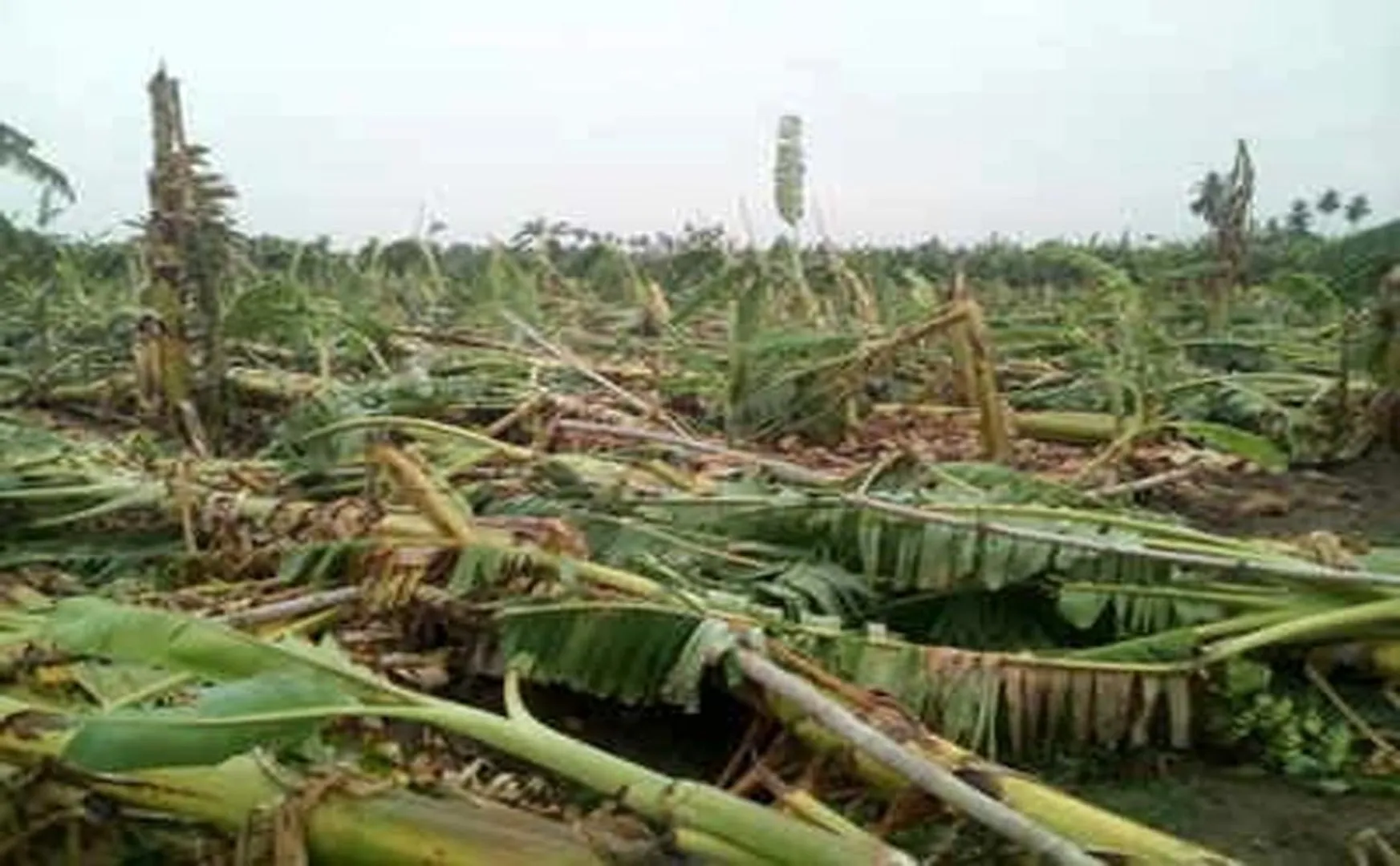 farmers- mother- son- incident-thiruvanaikovil