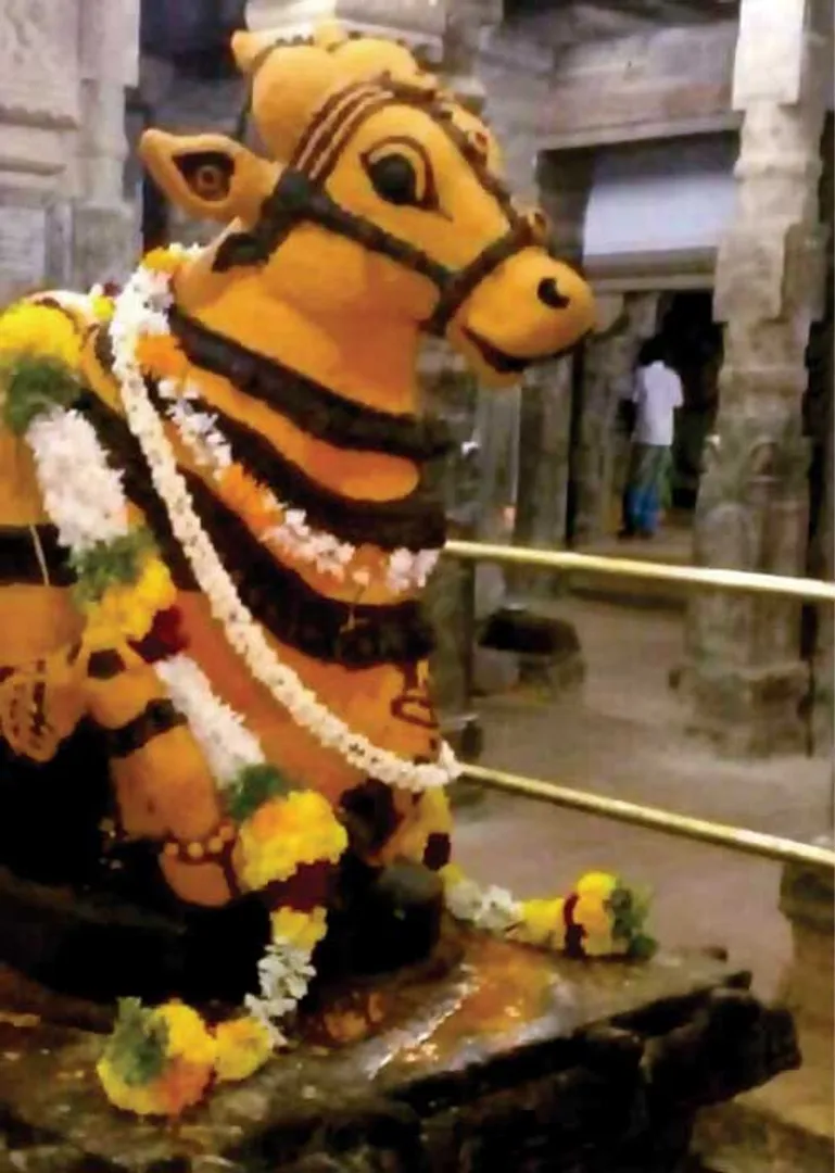 /idhalgal/balajothidam/secret-nandi-worship-brings-good-health-vaibhava-astrologer-re-shriram