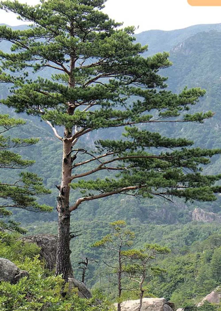 /idhalgal/eniya-utayam/tree-does-not-bear-fruit-p-padmanabhan-tamil-sura