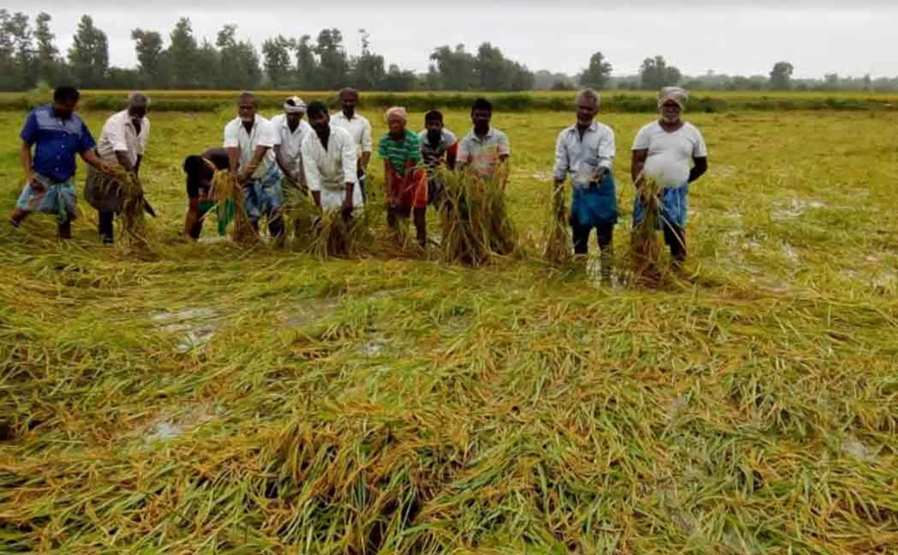 Crops submerged in rainwater 