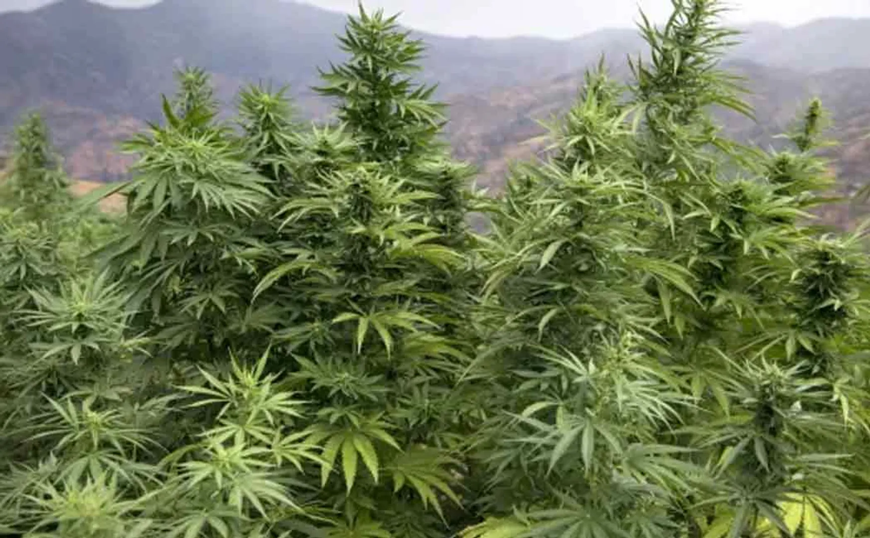UN Court cannabis vote 