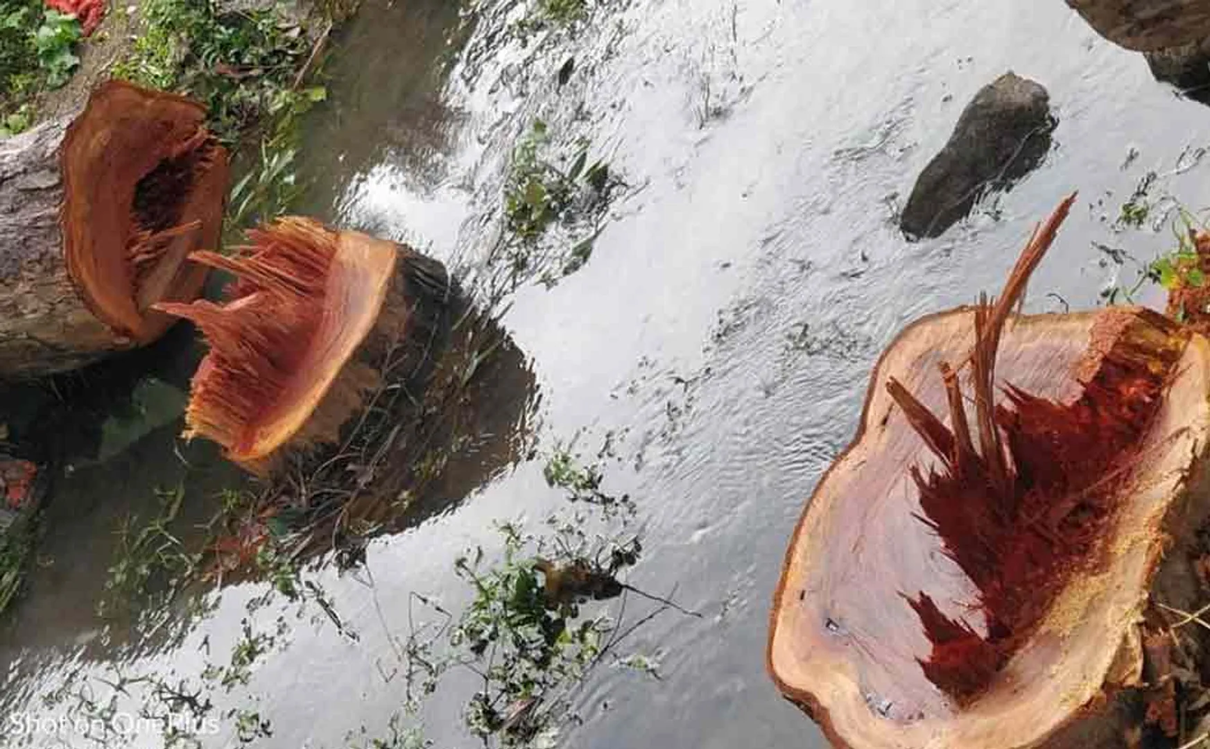 The panchayat persons  who cut down the good trees that fell in the storm? Public indictment