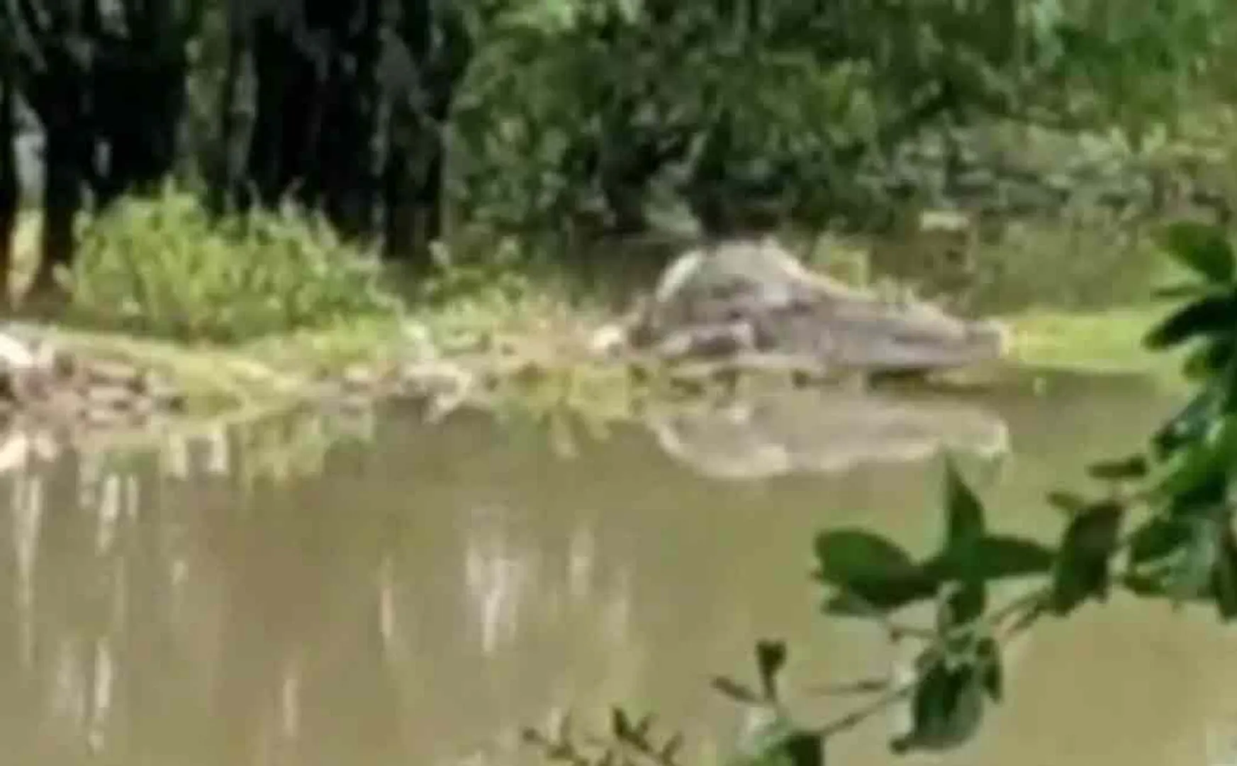 Crocodile in flood water ... Public panic ..