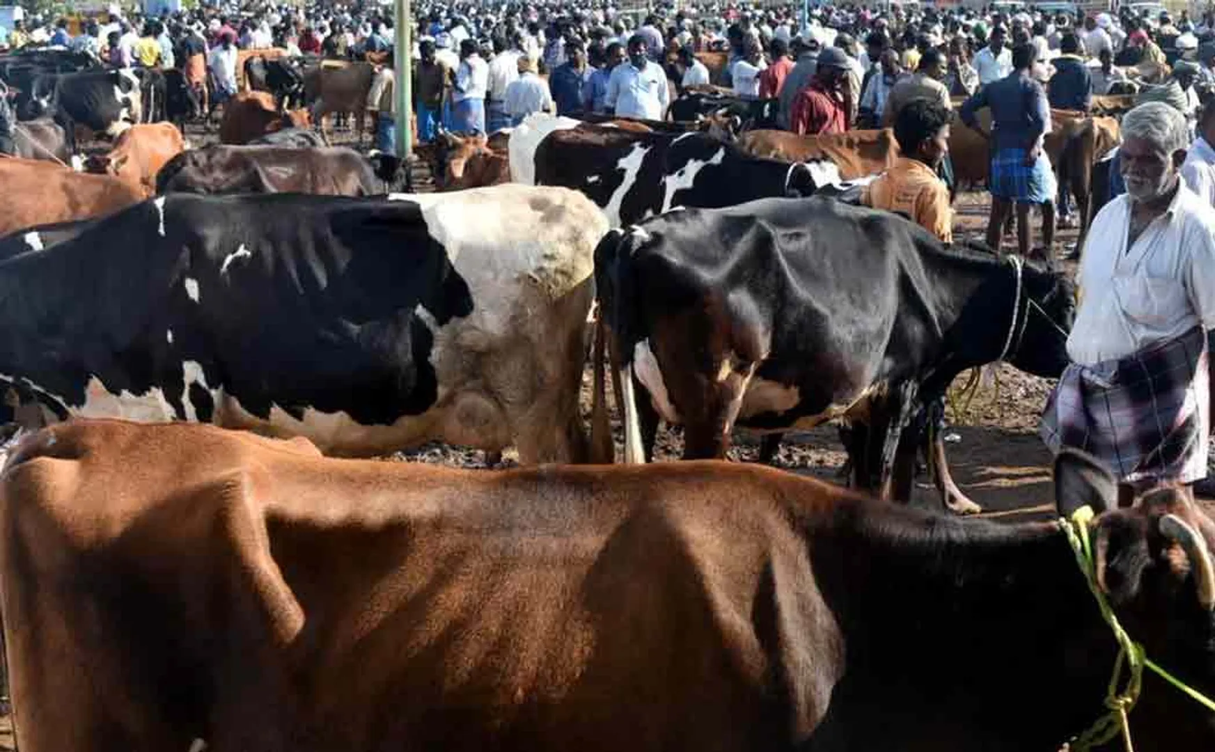 Erode Cow weekly market 