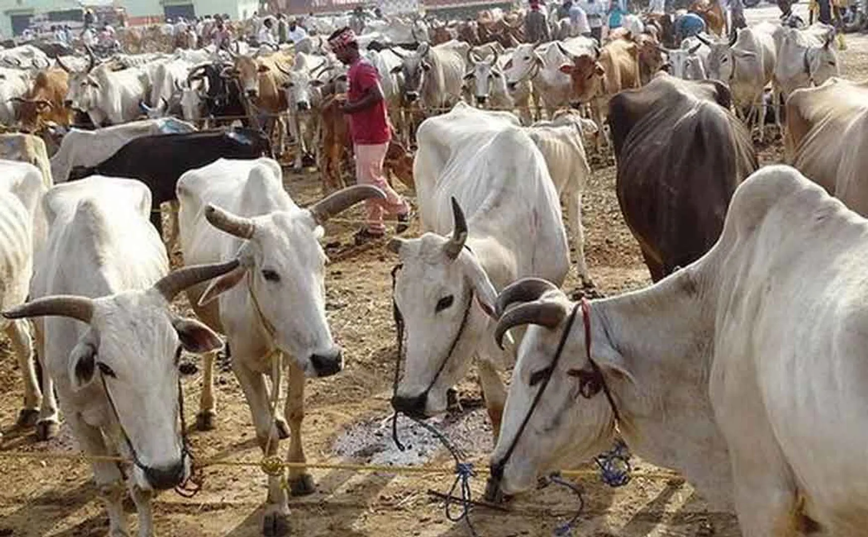 cow 