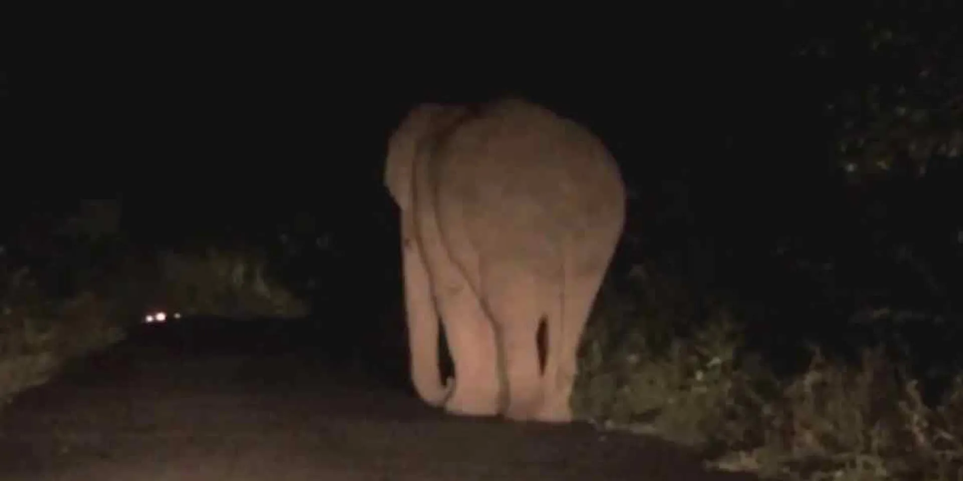 wild elephant attack