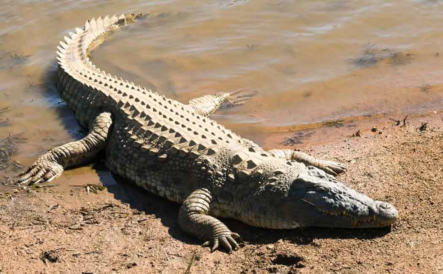 Melmalaiyanur varaga river crocodiles 