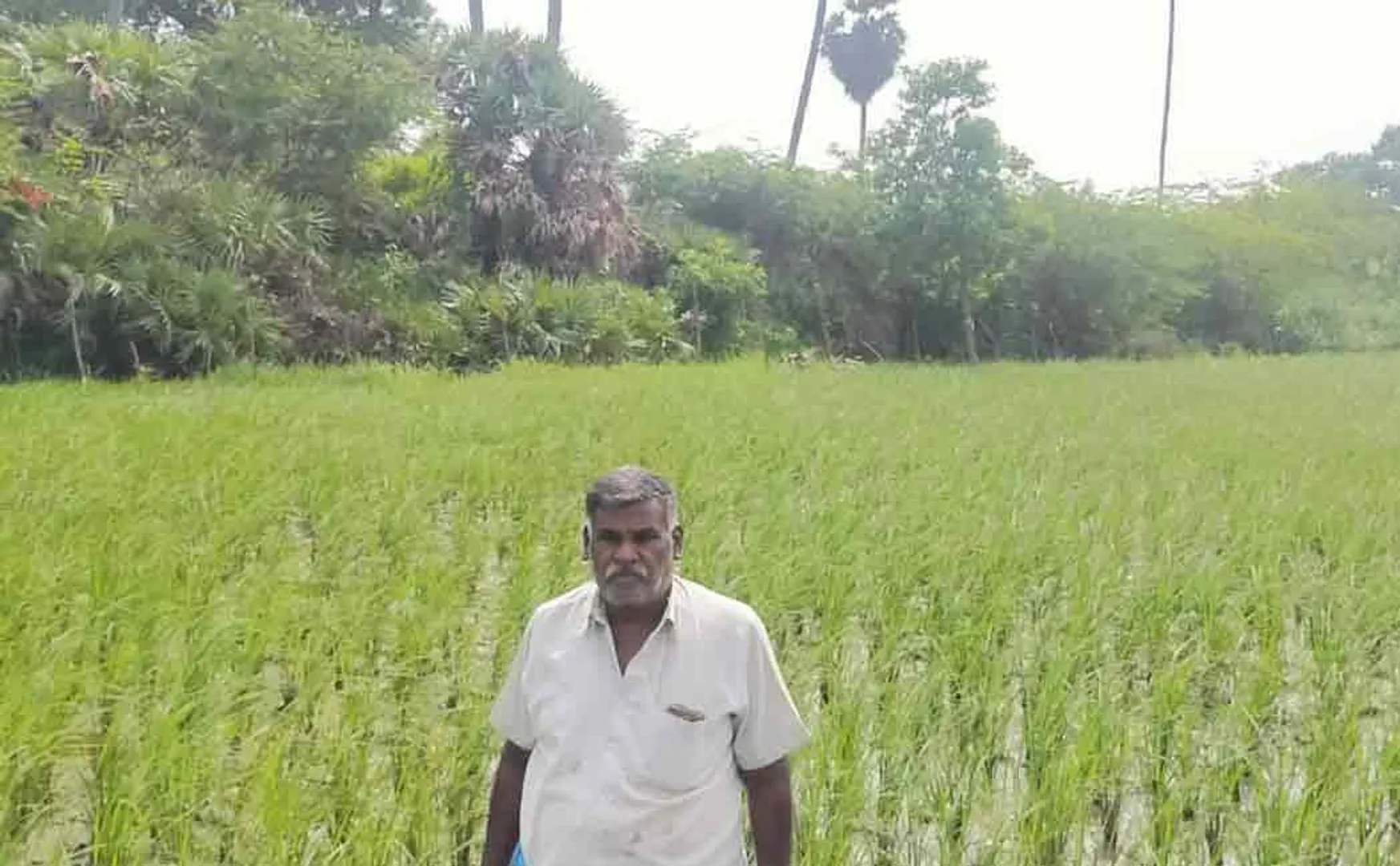 Sachchidanandam, a farmer from Karaipakkam, has been making achievements in organic farming for 15 years