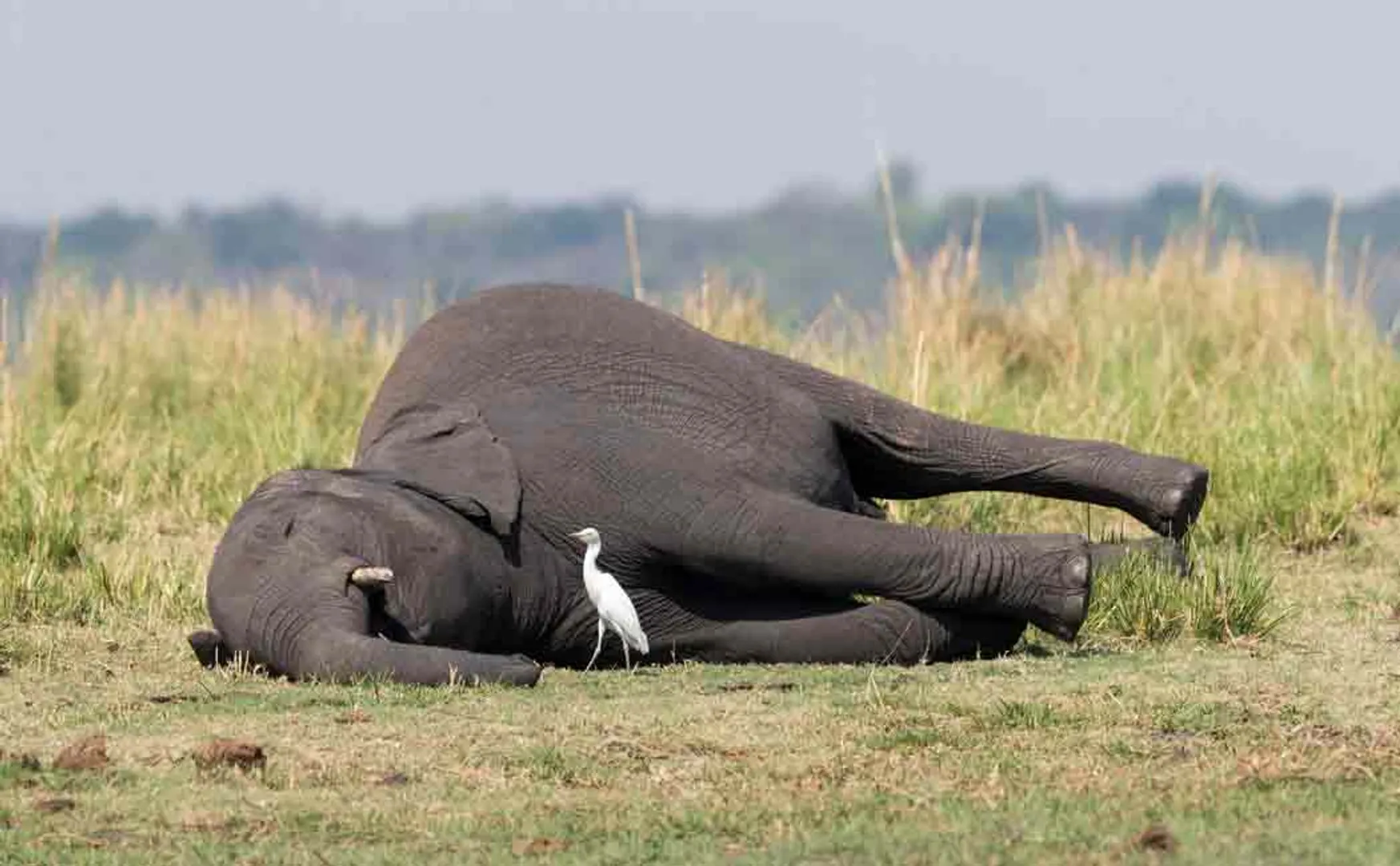 Female elephant dies in dense forest ..! Is male elephant attack the cause?