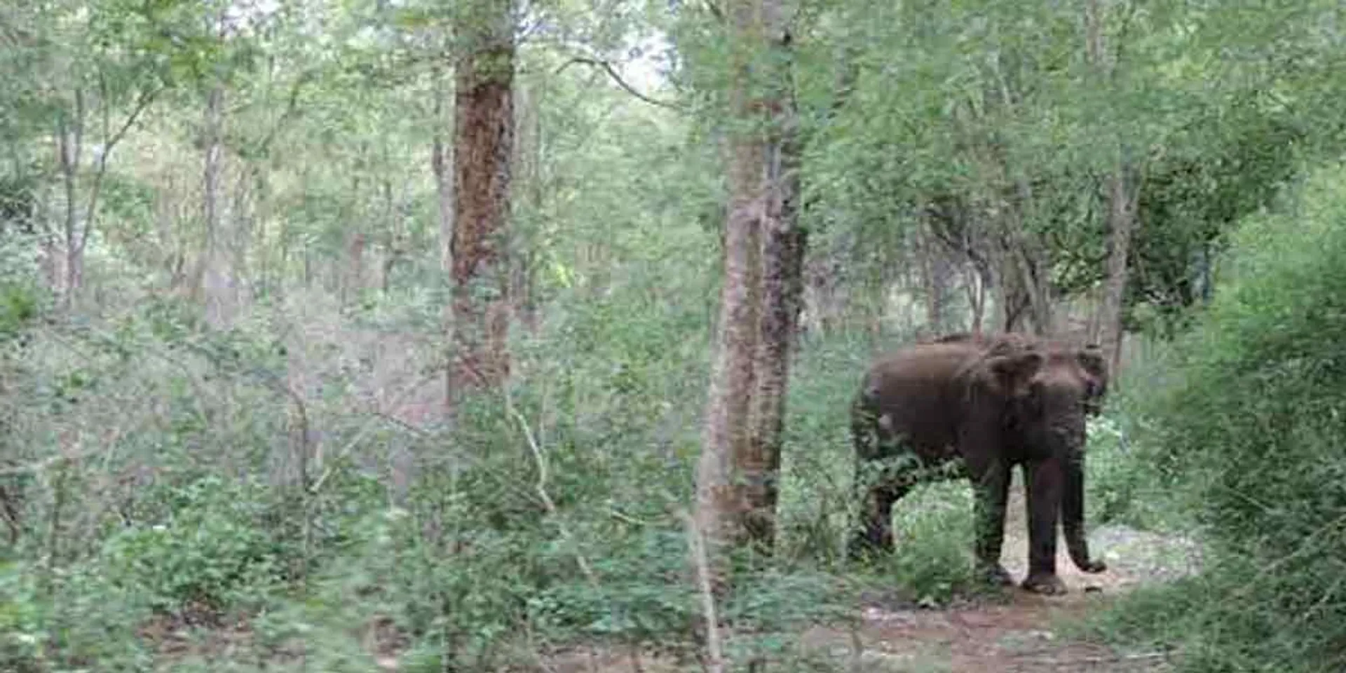 Those who go into the forest should be given instrument- Communist Party demand!