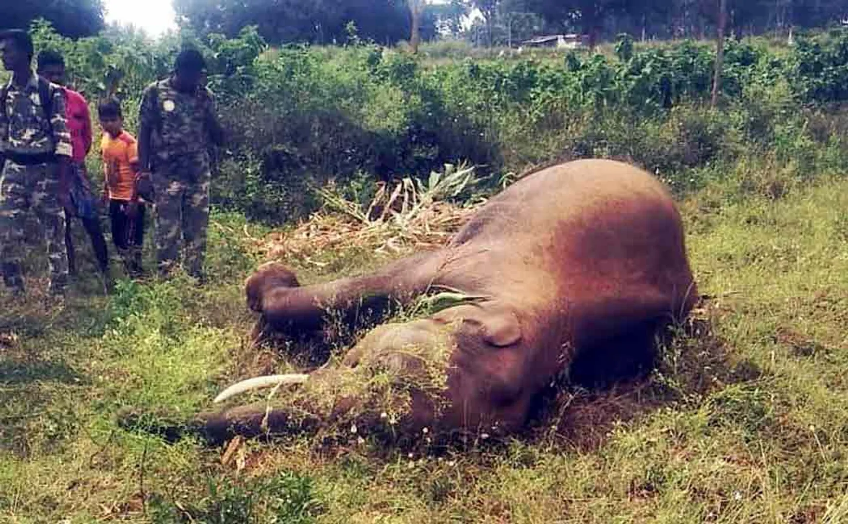An elephant trapped in an electric fence has died tragically ..!