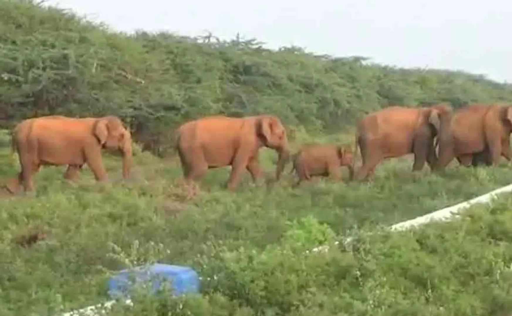 Sathiyamangalam elephant bhavanisagar dam 